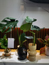 開背龜背竹水培室內(nèi)客廳綠植盆栽四季好養(yǎng)辦公室桌面水養(yǎng)植物花卉 精品龜背竹+橢圓灰晶瓶+卡片 整體（高50-60cm）（帶吊卡） 曬單實(shí)拍圖