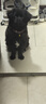 DidogPet狗狗項圈定制狗牌頸圈寵物脖圈脖套中小犬型加寬狗脖套反光狗項圈 紅色反光加寬項圈【不刻字】 S 建議脖圍30-38cm 約12-30斤 曬單實拍圖