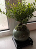 開時(shí)果 小葉赤楠盆景擺件 辦公室桌面綠植花卉好養(yǎng)盆栽植物源頭直發(fā)包郵 【熱銷款】哥窯浸墨盆+苔蘚+底座 曬單實(shí)拍圖