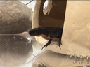 XMSJ寄居蟹飼養箱 套裝小桌面爬寵盒相守蟹螃蟹生態(tài)養殖箱烏龜飼養缸 高透裸缸+黑爬臺躲避屋+雙黑蓋[ 曬單實(shí)拍圖