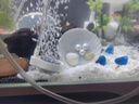寵小帥天然扇貝殼擺件魚缸造景創(chuàng)意海洋微景觀海螺彩色貝殼斗魚缸裝飾品 【天藍(lán)】小號海洋扇貝 曬單實(shí)拍圖