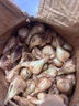 黃六爺新鮮藠頭蕎頭5斤農(nóng)家新鮮蔬菜時(shí)令泡菜現(xiàn)挖現(xiàn)發(fā)去須小蒜茭頭包郵 1斤 大小隨機(jī)【新鮮脆嫩】新鮮脆嫩 曬單實(shí)拍圖