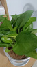 行湘綠蘿盆栽水培綠植新房除甲醛植 110號綠蘿+椎紋陶瓷盆 源頭直發(fā) 曬單實拍圖