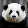西域春  新疆純牛奶早餐奶整箱206g*20盒 新疆特產(chǎn)兒童營養(yǎng)早餐奶 曬單實(shí)拍圖