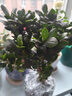 種花迷比利時花盆栽四季開花杜鵑花盆景花卉杜鵑花苗室內(nèi)客廳陽臺綠色植 巴黎粉 三年苗(帶花苞) 曬單實拍圖