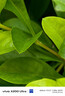 W&P適用vivox200ultra手機(jī)殼X200 Ultra保護(hù)套鏡頭保護(hù)膚感磨砂磁吸全包防摔抗指紋保護(hù)殼白wp 曬單實(shí)拍圖