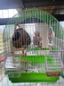 喜帥 鳥籠X103 鸚鵡籠子虎皮牡丹觀賞籠玄鳳文鳥大空間家用養(yǎng)殖鳥籠子 曬單實(shí)拍圖