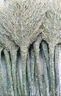 匠廷柯 大掃把竹掃把大號(hào)掃帚竹掃帚環(huán)衛(wèi)掃把掃馬路庭院用掃把工廠物業(yè)柏油道路地面 竹枝連體3.5斤款 1把裝 曬單實(shí)拍圖