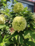 牡丹花苗大苗耐寒耐熱好養(yǎng)活牡丹帶花苞老樁樹(shù)苗庭院地栽觀賞牡丹 10年老樁牡丹【綠幕】帶土球 曬單實(shí)拍圖