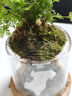 八芽趣味鮮活苔蘚微型景觀(guān)創(chuàng  )意室內桌面生態(tài)綠植盆栽盆景懶人好養植物 觀(guān)山狼尾蕨-小白熊-含竹底托 帶玻璃杯 曬單實(shí)拍圖