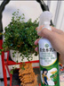 坤寧王花卉殺蟲劑噴霧蚜蟲月季花藥植物通用紅蜘蛛蚧介殼小黑飛350ml*2 曬單實拍圖