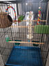 得酷（DEKU）鳥籠新款大號玄風鸚鵡籠文鳥籠八哥加高繁殖籠金屬籠大號鸚鵡鳥籠 42*32*60(默認黑色) 基礎款(托盤+食盒+站桿) 曬單實拍圖