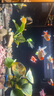 寵翰魚食小型魚飼料孔雀魚鳳尾魚紅綠燈斗魚金魚觀賞魚熱帶魚魚糧 曬單實(shí)拍圖