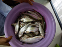 釣魚王破天翹釣魚竿10米超輕硬翹嘴鳊草魚釣竿甩大鞭大物手竿 9m 破天翹【甩大鞭破風(fēng)性好】 曬單實拍圖