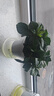 櫻霞【順豐上門(mén)】花卉植物室內桌面凈化空氣水培小綠植好養活驅蚊盆栽 【濃香組合】九里香+梔子花 帶盆 曬單實(shí)拍圖