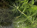 噢水噢魚缸除藻蝦淡水鮮活觀賞蝦清潔工具極火櫻花水晶彩色小蝦寵物蝦壹 試水：黃金米蝦4只+藍(lán)絲絨蝦4只 曬單實(shí)拍圖
