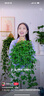 海瞳【無耳洞可佩戴】珍珠耳夾耳環(huán)女正圓強光淡水珍珠耳釘生日禮物 金色托 極光正圓【9-10mm】幾乎無瑕 曬單實拍圖
