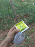 子豪緣巨型冬桃樹苗巨型冬桃雪里紅冬桃苗中華桃王麗江雪桃云南冬桃樹苗 3年壯苗推薦 50cm(含)-140cm(含) 曬單實拍圖