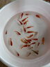 百綸木千草金魚觀賞魚冷水魚不加溫新手好養(yǎng)純種鳳尾大紅草魚苗 3-5cm草金魚55條 送魚糧 曬單實(shí)拍圖
