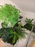 未歐仿真綠植造景室內(nèi)樓梯角落裝飾陽(yáng)臺(tái)玄關(guān)櫥窗仿生假樹(shù)景觀植物造景 南天竹小型造景【人氣款】 曬單實(shí)拍圖