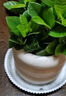 綠有意 綠植花卉辦公室客廳桌面盆栽擺件簡約創(chuàng)意網(wǎng)紅北歐綠植ins云朵盆 梔子花+甜甜圈PET樹脂盆+托盤+肥料 北歐風(fēng)格網(wǎng)紅綠植 曬單實拍圖