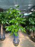仙植緣【2小時同城配送】2米大型發(fā)財(cái)樹盆栽綠植辦公室客廳開業(yè)喬遷送禮 |約1.75米|步步高發(fā)財(cái)樹|白瓷盆 專車送貨 更快更好 曬單實(shí)拍圖