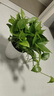 綠有意綠蘿盆栽除甲醛室內(nèi)好養(yǎng)花卉植物綠蘿批發(fā)辦公室新房裝修凈化空氣 180#】純白恐龍蛋3盆+4肥 帶盆帶土發(fā)貨 曬單實拍圖