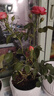 陽(yáng)臺月季花苗帶花苞盆栽四季開(kāi)花玫瑰特大花庭院陽(yáng)臺花卉四季開(kāi)花 朱砂碗 大苗 曬單實(shí)拍圖