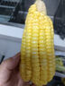 【云南高原太陽花】現摘黃金水果玉米新鮮甜玉米棒生鮮蔬菜可生吃 新鮮水果玉米 2斤 帶箱 300g起 曬單實拍圖