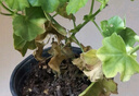 臨雅驅(qū)蚊天竺葵帶花苞陽臺盆栽天竺葵花苗重瓣花卉源頭直發(fā)橘粉140#盆 曬單實拍圖