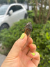 729奔騰2省套藍(lán)海綿乒乓球膠皮乒乓球拍反膠套膠粘性正手用 奔騰2國套 藍(lán)海綿_黑色 40度 曬單實(shí)拍圖