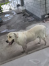 耐威克 萊茜狗糧狗干糧小型犬中大型犬成幼犬通用狗糧牛肉味10kg 曬單實(shí)拍圖