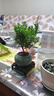 開時果 小葉赤楠盆景擺件 辦公室桌面綠植花卉好養(yǎng)盆栽植物源頭直發(fā)包郵 【熱銷款】哥窯浸墨盆+苔蘚+底座 曬單實拍圖