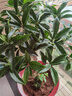 桂花樹苗四季桂盆栽大樹丹桂金桂庭院濃香型花卉植物室內(nèi)綠植開花 【四季桂】粗3cm高80-90厘米左右 曬單實拍圖