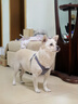 puppytie狗狗牽引繩狗繩子遛狗繩背心式泰迪寵物胸背帶名字可定制 牛仔藍(lán)-胸背帶 M-中型 建議15-28斤 曬單實(shí)拍圖