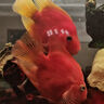活體寵物熱帶觀(guān)賞魚(yú)血紅鸚鵡魚(yú)活體寵物魚(yú)中大型活魚(yú)起頭紅財神魚(yú)龍魚(yú)配魚(yú) 12-14cm紅鸚鵡魚(yú)6條 曬單實(shí)拍圖