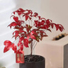 火焰南天竹盆栽紅葉小盆景耐寒植物室內桌面好養觀(guān)葉花不支持退貨 90#原盆火焰南天竹20-30cm送營(yíng) 曬單實(shí)拍圖