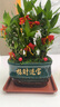 幼薇節(jié)節(jié)高富貴竹植物客廳轉(zhuǎn)運綠植盆栽辦公室內(nèi)桌面好養(yǎng)盆景四季常青 九棵富貴竹+孔雀綠招財進(jìn)寶瓷盆 帶盆栽好 曬單實拍圖