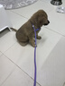petlimit寵物p鏈p繩狗狗牽引繩遛狗繩子小中大型訓(xùn)犬防爆沖隨行牽引1.5米  曬單實拍圖