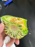 櫻鮮東北八里香甜瓜現(xiàn)摘花蕾香瓜應(yīng)季脆甜花美人瓜花皮香瓜當(dāng)季水果 精選【4.5斤裝】凈重4.4斤 曬單實(shí)拍圖