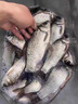 JCZS釣魚麥子麝香魚餌顆粒餌料直接掛鉤野釣競技窩料酒米鯽魚鯉魚草 紅蟲麥子 1瓶裝(避免小雜魚) 曬單實拍圖