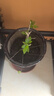 四季珍貴品種小盼菩提樹(shù)小盆栽植物室內小葉紫檀盆景老樁綠植高貴 特大苗【買(mǎi)一送一】帶果+肥料 曬單實(shí)拍圖