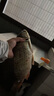 佳釣尼（JIADIAONI）活魚(yú)袋新款加厚裝魚(yú)袋釣魚(yú)野釣專(zhuān)用手提防水折疊魚(yú)護收納包 【小號】淺藍色活魚(yú)袋-塑料孔 曬單實(shí)拍圖
