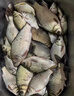 北海盜魚線主線超強(qiáng)拉力進(jìn)口原絲不打卷的子線臺釣魚線正品尼龍線 黑武士紫色主線50米 1.5號 曬單實(shí)拍圖