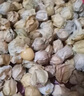 獐子島 凍煮蝦夷扇貝400g 大號去臟去沙 海鮮水產(chǎn)生鮮貝類火鍋燒烤食材 曬單實拍圖