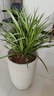 春花妙意大型綠植多頭龍血樹龍鐵樹室內(nèi)客廳盆栽花卉植物辦公室盆景常青 多頭龍須60-70厘米高4-6頭 不含盆 曬單實(shí)拍圖
