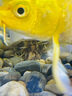 森森 超白玻璃小魚缸HRK-500套缸款(長50cm)熱彎玻璃+過濾器+水草燈 曬單實拍圖