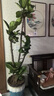 臨雅老樁琴葉榕綠植客廳大盆栽室內(nèi)大型好養(yǎng)辦公室大葉盆栽真花落地 琴葉榕老樁粗桿1.6m高【原盆】 曬單實拍圖
