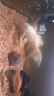 華畜 錦鯉魚(yú)糧觀賞魚(yú)食魚(yú)色揚(yáng)飼料血鸚鵡魚(yú)糧金魚(yú)羅漢魚(yú)糧增色顆粒型 1罐【1mm觀賞魚(yú)糧】500g 曬單實(shí)拍圖