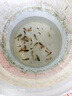 金魚活魚淡水冷水觀賞魚飼料蘭壽金魚蝶尾泰獅水泡珍珠小魚苗金魚 2-3cm已選蘭壽魚苗30送10條 曬單實(shí)拍圖